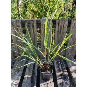 Citronnelle de madagascar - lemongrass 0.5l