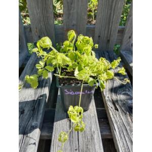 Herbe de l'immortalité 0.5l