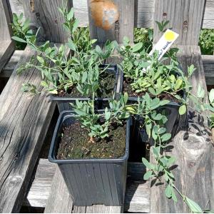 Gesse tubéreuse 0.5l