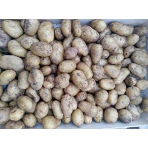 Pomme de terre charlotte gros calibre