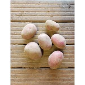 Pomme de terre - alouette