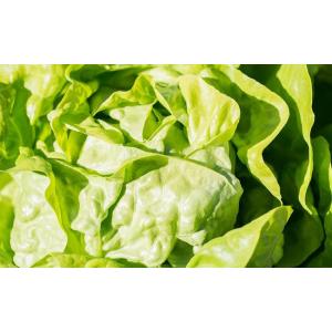 🥗laitue pommée