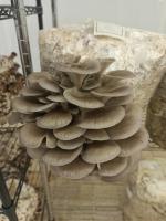 Kit diy ballot de culture