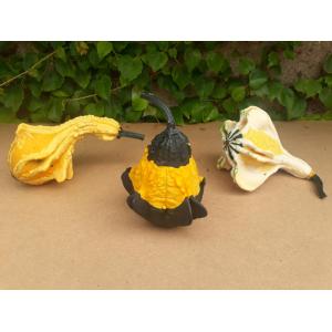 Lot de 4 coloquintes