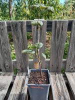 Groseiller à grappe - gloire des sablons 1.5l