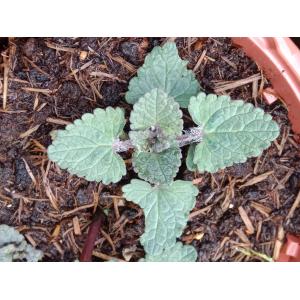 Agastache blue spike 0.5l