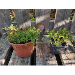 Camomille romaine à fleur simple 0.5l