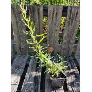 Estragon français 0.5l