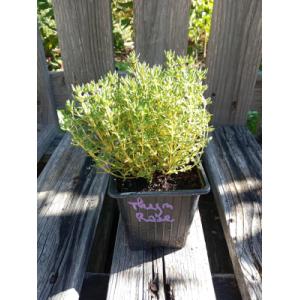 Thym rose 0.5l