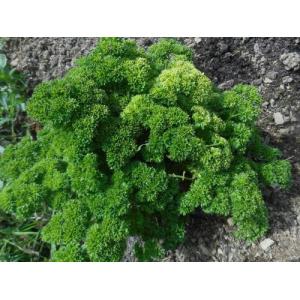 🌿 botte de persil frisé