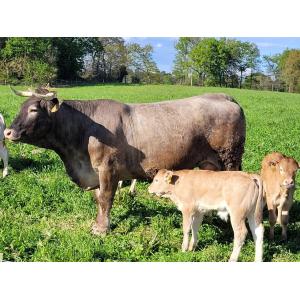 Colis de veau bazadais 3kg