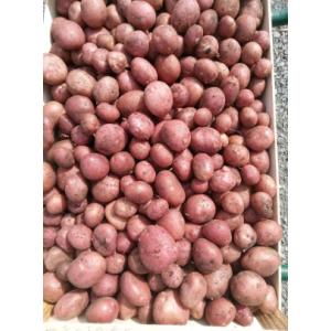 Pomme de terre désirée petite