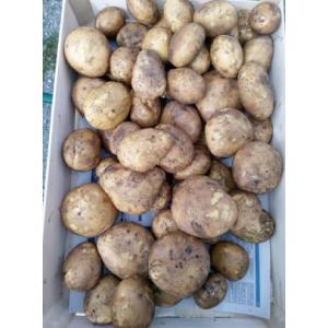 Pomme de terre agria gros calibre