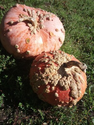 Courge galeuse d'eysine (tranche)