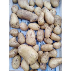 Pommes de terre allians