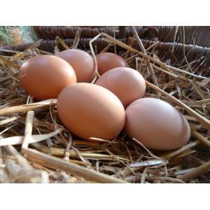 6 oeufs de poule