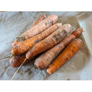 Carotte de conservation