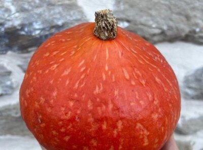 Potimarron