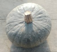Courge potiron sombra