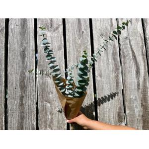 Fleurs botte - eucalyptus