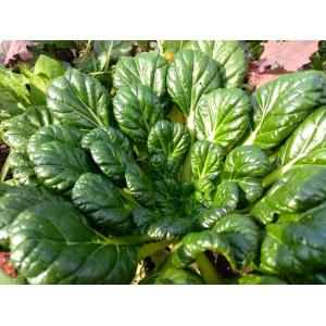 Chou chinois tatsoï