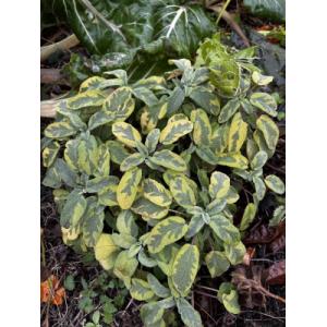 Sauge officinale bicolore 0.5l