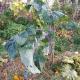 Chou purple tree collard 0.5 l - image 3