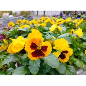 Barquette 6 pensées à grosses fleurs jaunes