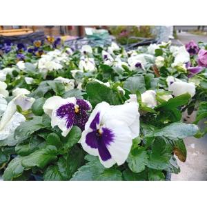 Barquette 6 pensées à grosses fleurs blanches