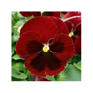 Barquette 6 pensées à grosses fleurs rouges