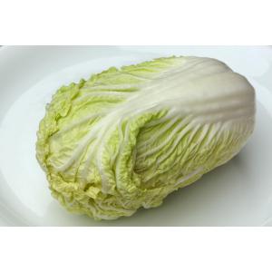 Chou chinois pé-tsai