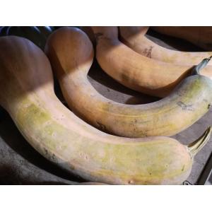 Courge longue de nice au kg