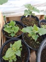 Poire de terre - 0.5 l