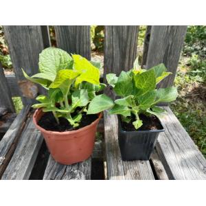 Poire de terre - 0.5 l