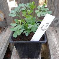 Rue officinale - rue des jardins 0.5 l