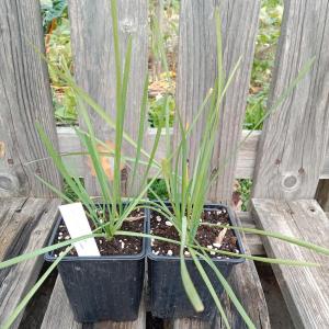 Ail d'afrique du sud orangé - 0.5l