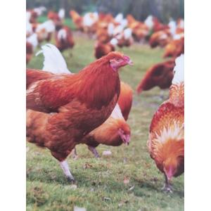 Chapon prêt à cuire 2.7k /3.2kg pour le 31/12