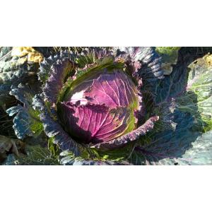 Chou pontoise sachet 500g