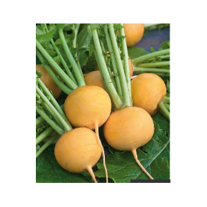 Navets boule d'or bio
