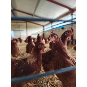 Oeufs bio - plaque 30