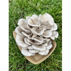 Pleurote gris / pleurote en huître