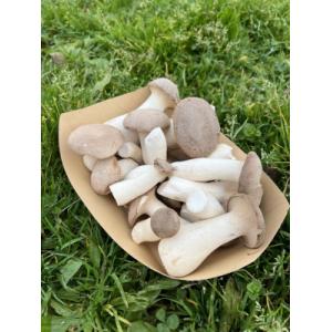 Pleurote du panicaut / pleurote royal