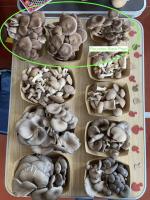 Pleurote black pearl