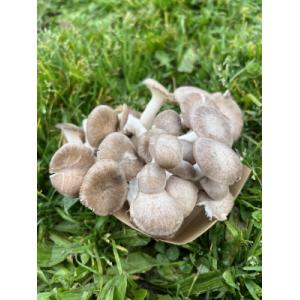 Pleurote black pearl