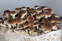 Pholiote du peuplier