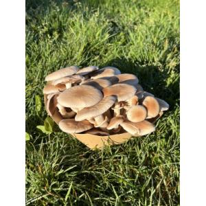 Pholiote du peuplier