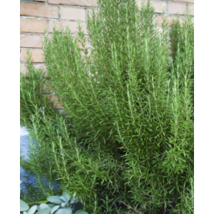 Romarin- salvia rosmarinus