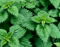Ortie- urtica dioica