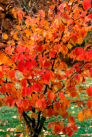 Hamamélis- hamamelis virginiana