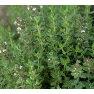 Thym citron- thymus citriodorus